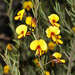 Bossiaea rosmarinifolia - Photo (c) Chris Clarke, algunos derechos reservados (CC BY), subido por Chris Clarke