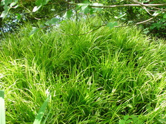 Carex oshimensis