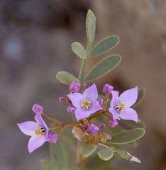 Boronia latipinna