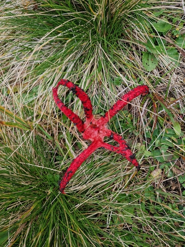 devil's-fingers