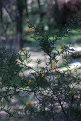 Pultenaea graveolens