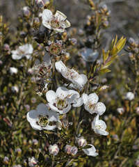 Leptospermum turbinatum