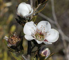 Leptospermum turbinatum