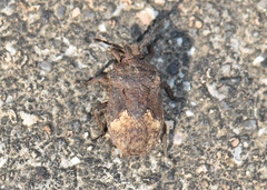 Megymenum brevicorne