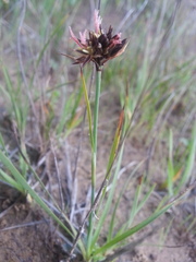 Juncus falcatus falcatus