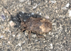 Megymenum brevicorne