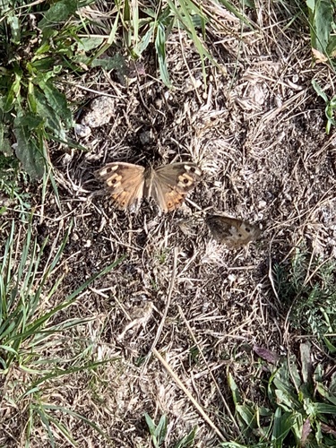 Grayling
