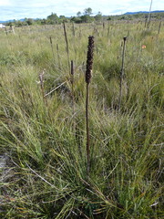 Xanthorrhoea fulva