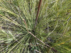 Xanthorrhoea fulva