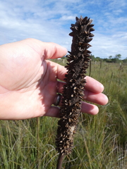 Xanthorrhoea fulva