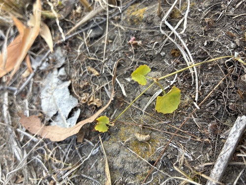 Indian pennywort