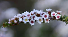 Thryptomene calycina