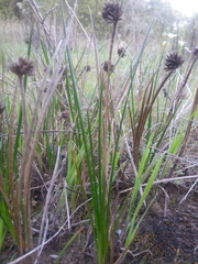 Juncus phaeocephalus phaeocephalus