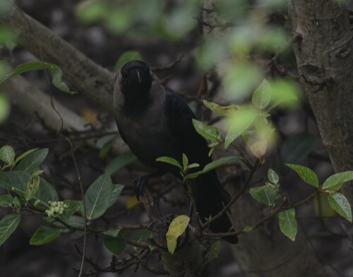 House Crow