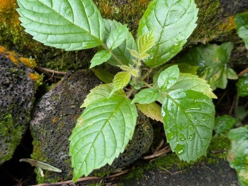 Spathodea campanulata observed 2026-10-09