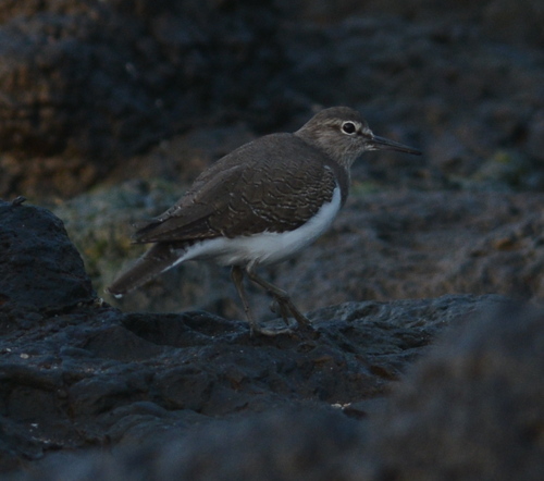 Common Sandpiper
