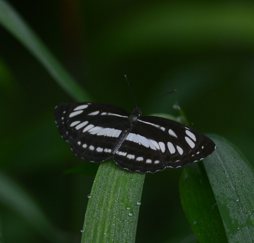 Common Sailer
