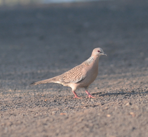 Spotted Dove