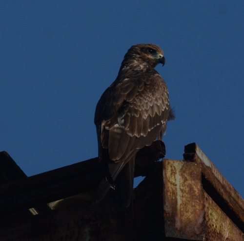 Indian Black Kite