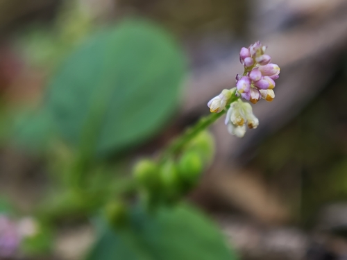 Polygala tatarinowii