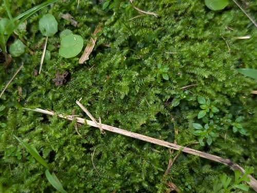 Racopilum cuspidigerum observed 2026-10-09