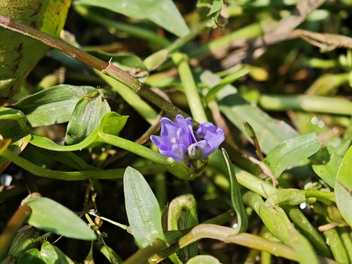 Heartleaf False Pickerelweed