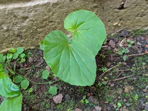 Begonia, 2026-10-09