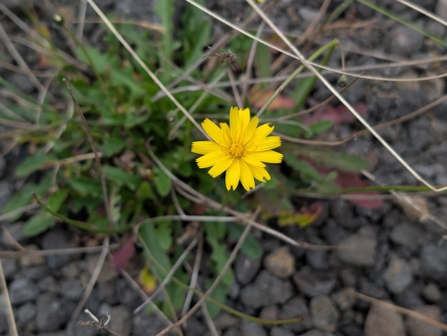 Hypochaeris radicata observed 2026-10-09