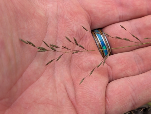 Eragrostis brownii observed 2026-10-09