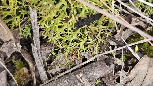 Cladia aggregata observed 2026-10-12