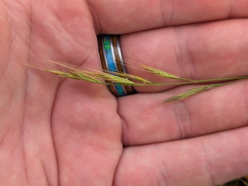 Festuca bromoides observed 2026-10-09