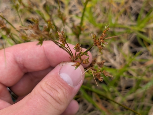 Juncus tenuis observed 2026-10-09