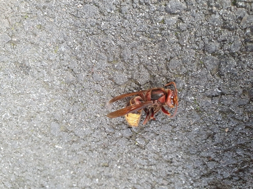 European Hornet