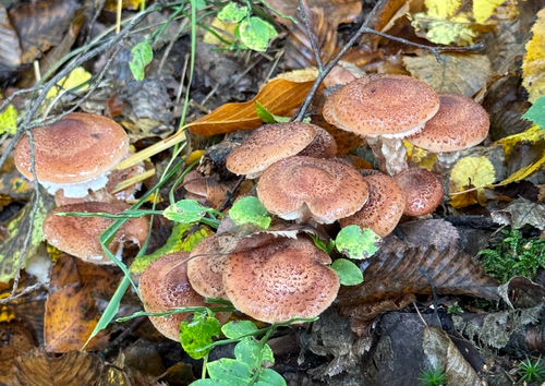 Honey Mushroom