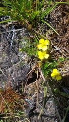 Potentilla erecta