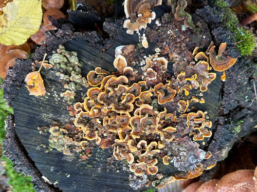 hairy curtain crust