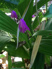 Bletilla striata