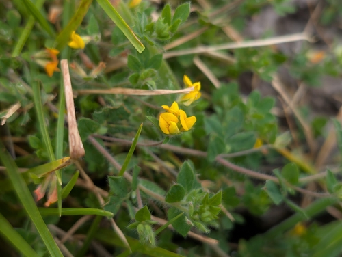 Lotus subbiflorus observed 2026-10-09