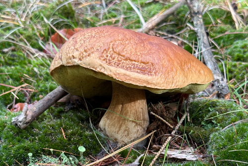 King Bolete