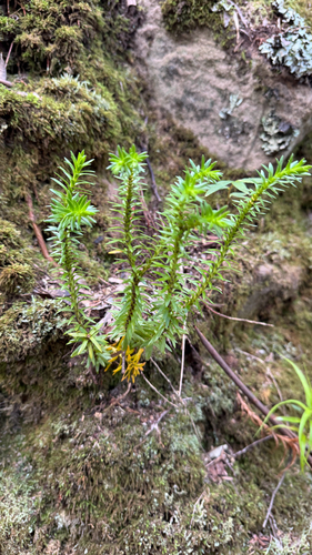 Phlegmariurus varius observed 2026-10-11