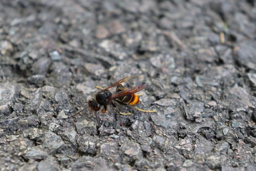 Yellow-legged Hornet