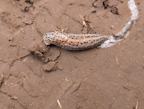 Limax maximus observed 2026-10-09