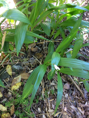 Bletilla striata