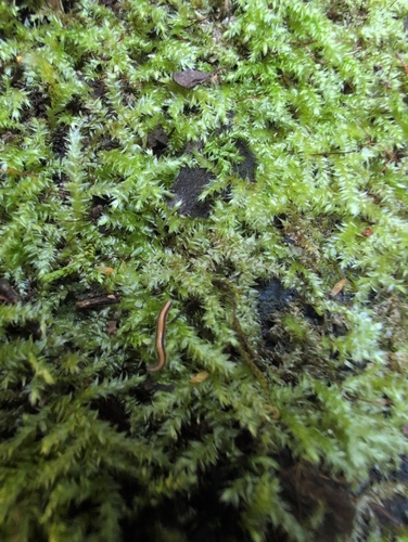 Racopilum cuspidigerum observed 2026-10-12