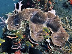 Tridacninae