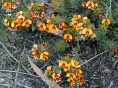Pultenaea humilis