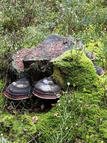 Red-banded Polypore