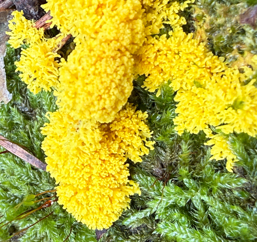 Dog Vomit Slime Mold