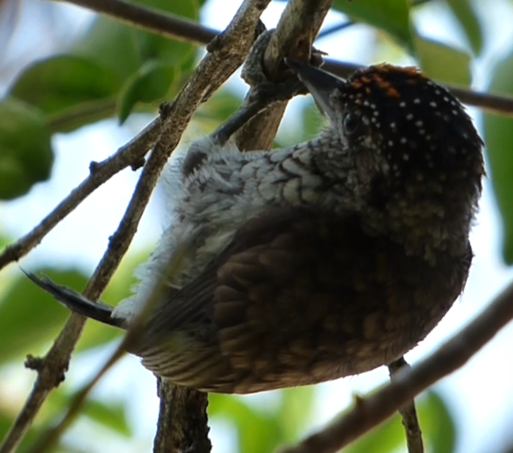 Scaled Piculet illustration