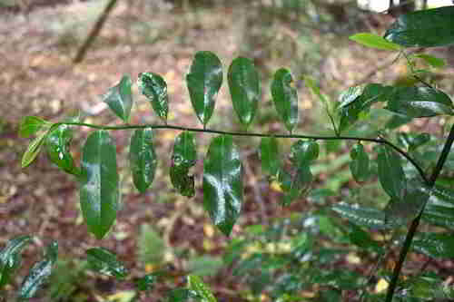 Eupomatia laurina observed 2026-10-11